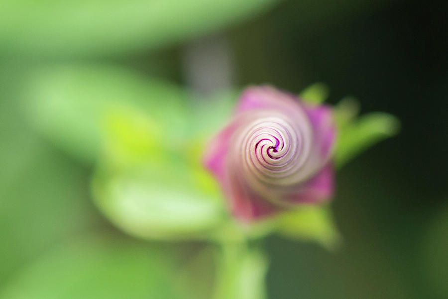 Spiral-like Flower Of A Climbing Plant In The Village Of Vrbnik - Croatia, Island Krk Photograph by Martin Siering Photography