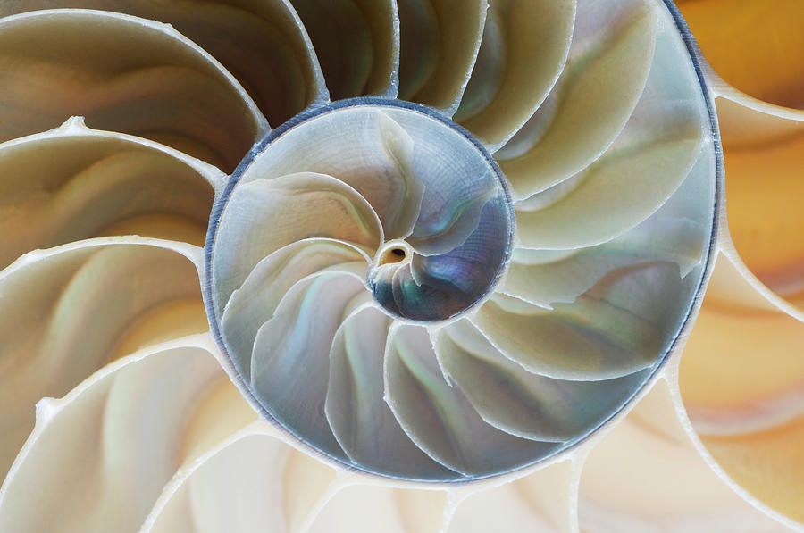 Spiral Pattern Of Nautilus Shell Photograph by Mike Hill