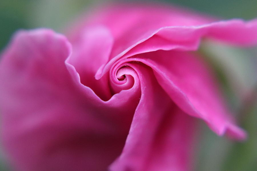 Spiral Rose Bud by TJ Fox Spiral Rose Bud by TJ Fox