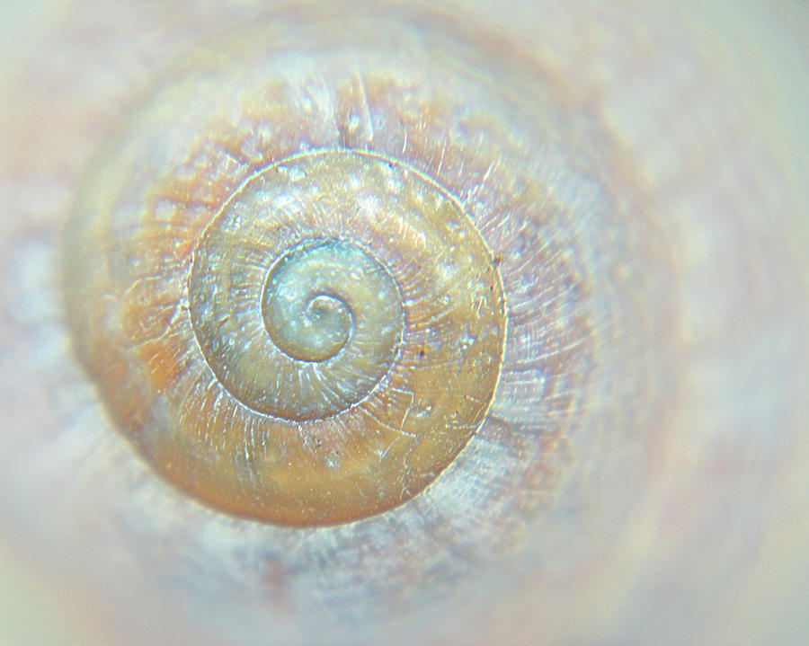 Spiral Shell Galaxy Photograph by Darkmatterphotography