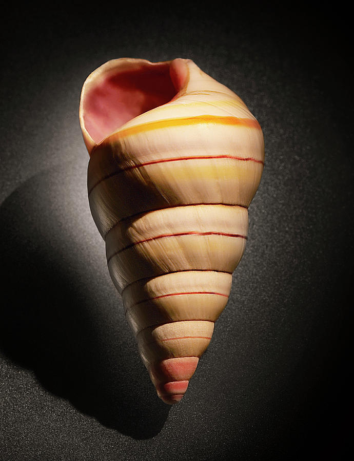 Spiral Shell On Matte Glass Photograph by Chris Collins