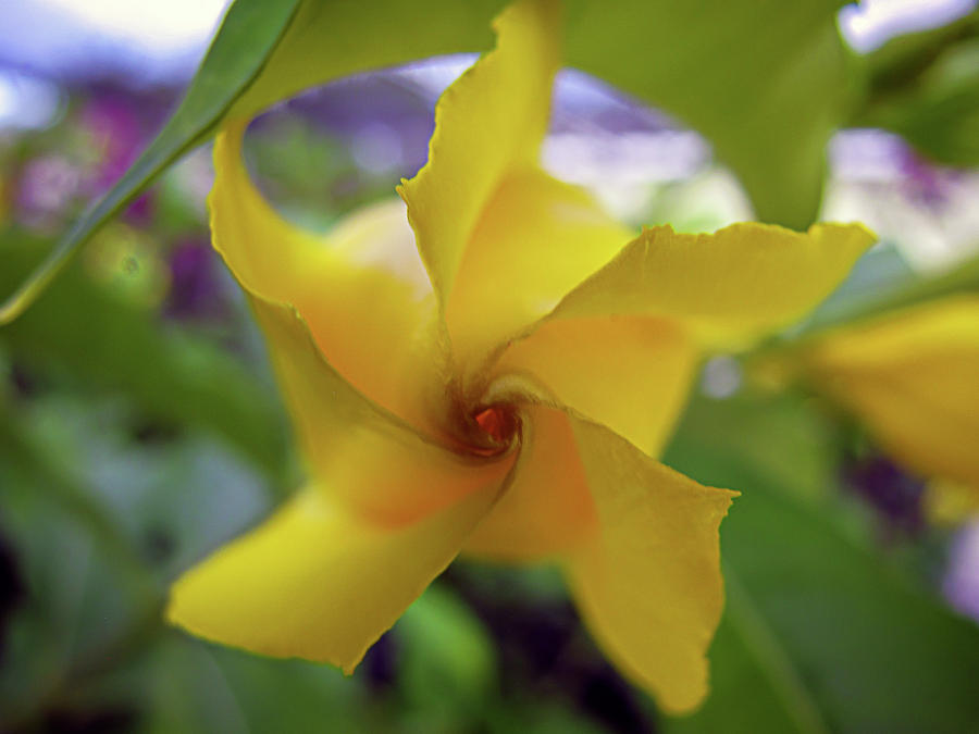 Spiral Yellow Flower Macro Photograph by R Scott Duncan