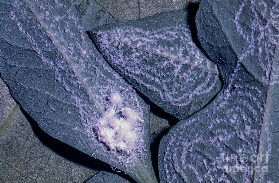 Spiralling Whitefly Egg Mass And Nymphs Photograph by K Jayaram/science ...