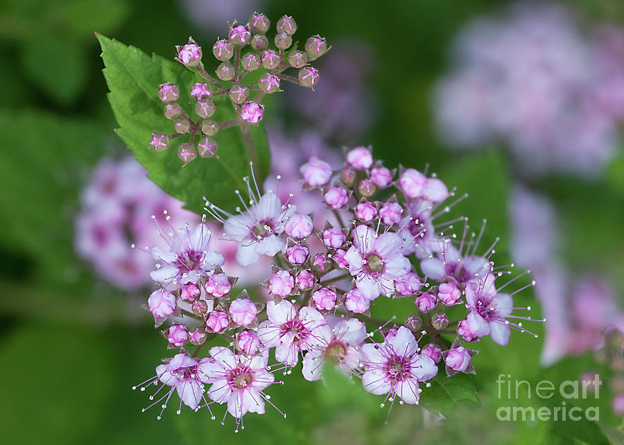 Spirea by Ann Jacobson Spirea by Ann Jacobson
