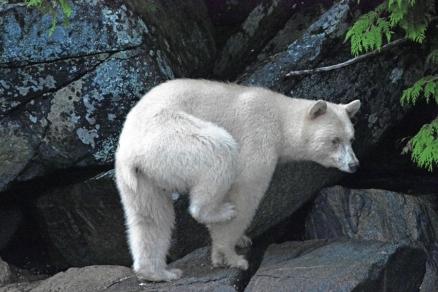 Spirit Bear of the Great Bear Rain Forest Photograph by Michelle Halsey