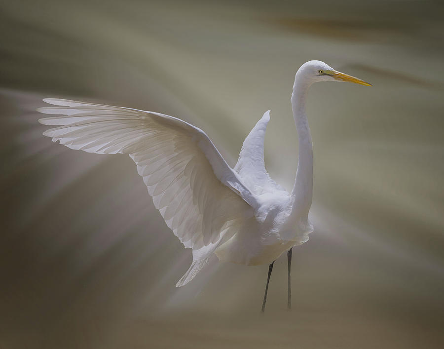 Nature Photograph - Spirit Of Great Egret by Krystina Wisniowska