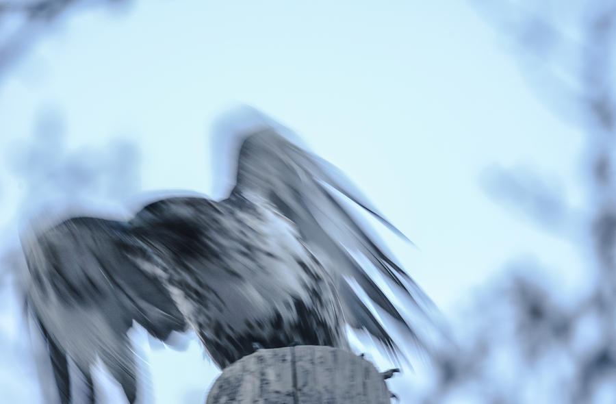 Spirit of hawk by Rae Ann M Garrett Spirit of hawk by Rae Ann M Garrett