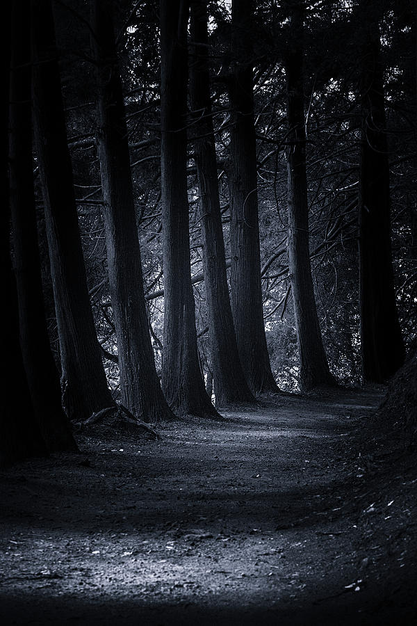 Spirits Of The Forest Photograph