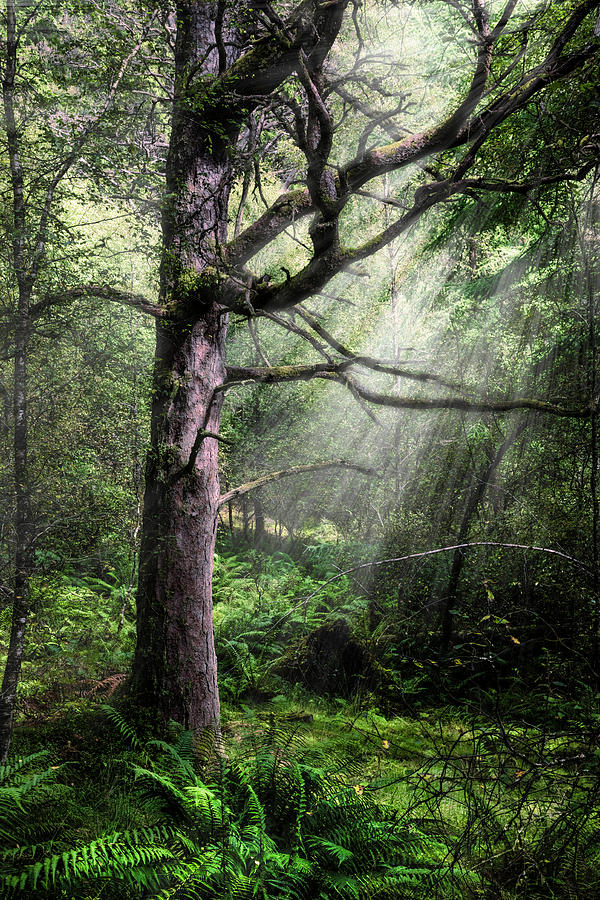 Spiritual Forest Photograph by Debra and Dave Vanderlaan