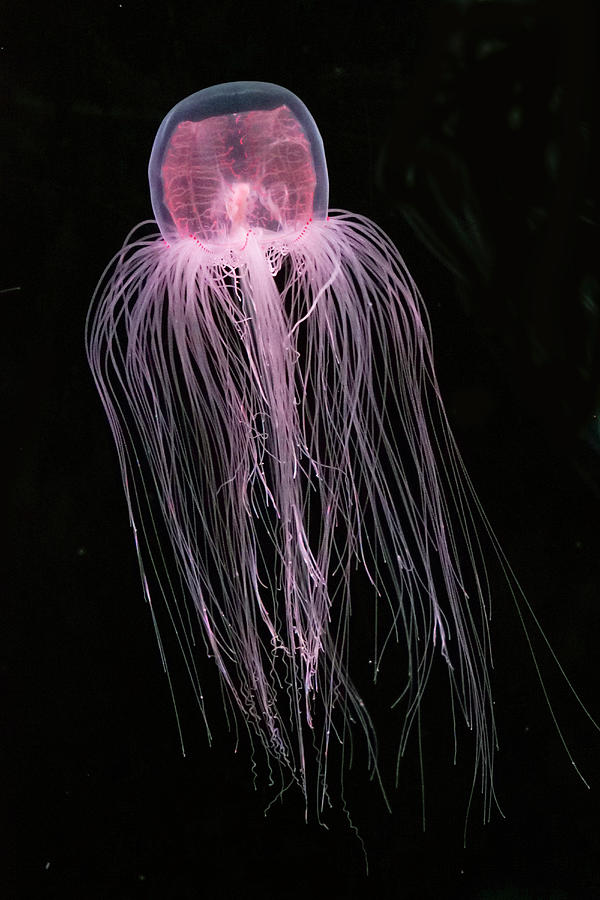 Spirocodon Jellyfish Photograph by Hiroya Minakuchi