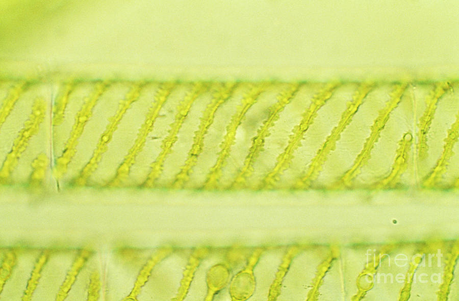 Spirogyra Algae Photograph by Biophoto Associates/science Photo Library ...