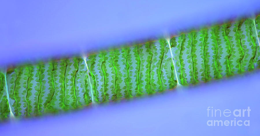 Spirogyra Green Algae Photograph by Marek Mis/science Photo Library
