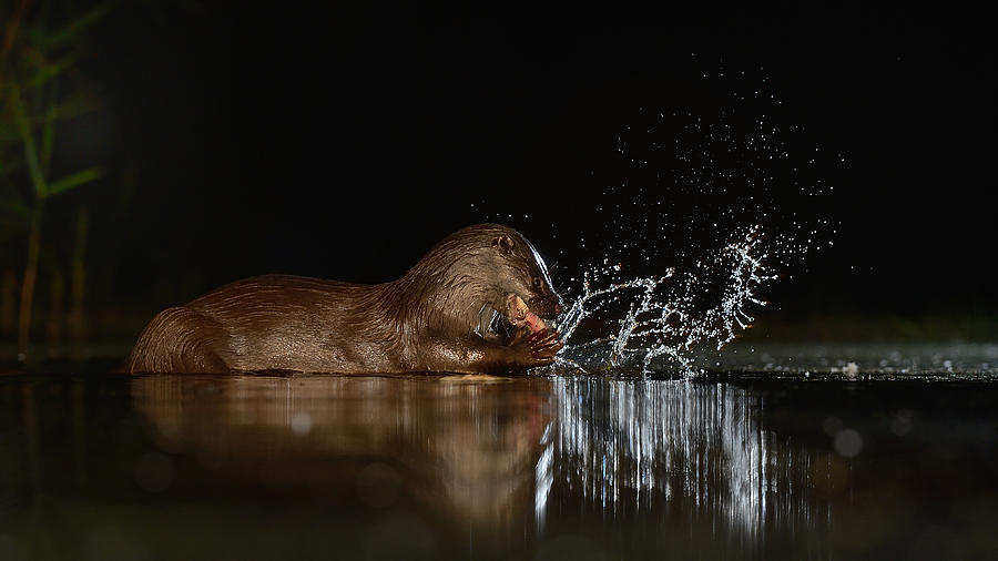 Otter Photograph - Splach! by Muriel Vekemans