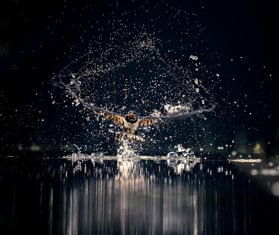 Swallow Photograph - Splash by Chao Feng ??