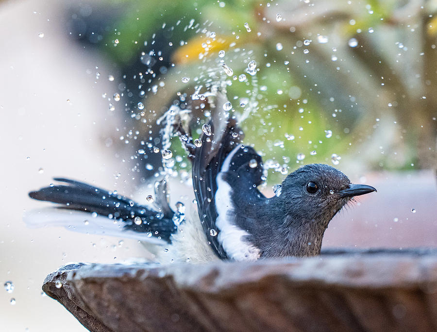 Wildlife Photograph - Splash In The Water by Manish Nagpal