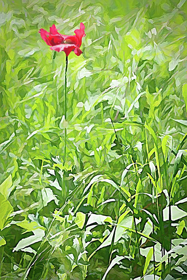 Spring Photograph - Splash of Red in a Field of Green by Debra Martz