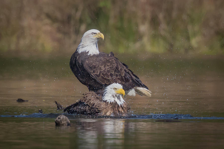 Eagle Photograph - Splash Time by Rhoda Gerig