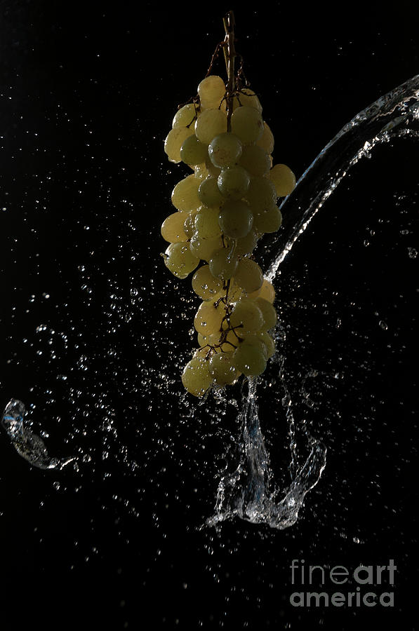 Water Photograph - Splashed Grapes by Leonardo Fanini Water Photograph - Splashed Grapes by Leonardo Fanini