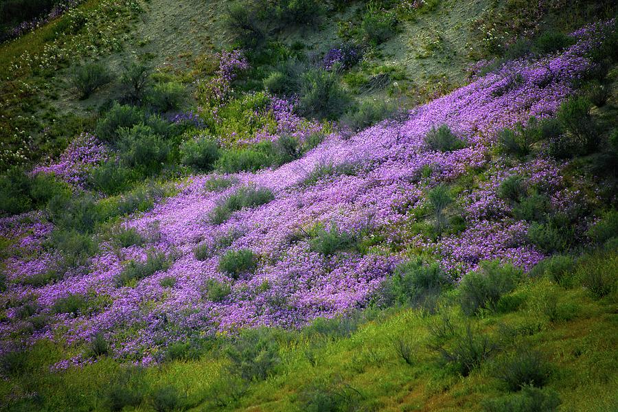 Splashes of Color on the Carrizo - Superbloom 2019 Photograph by Lynn Bauer
