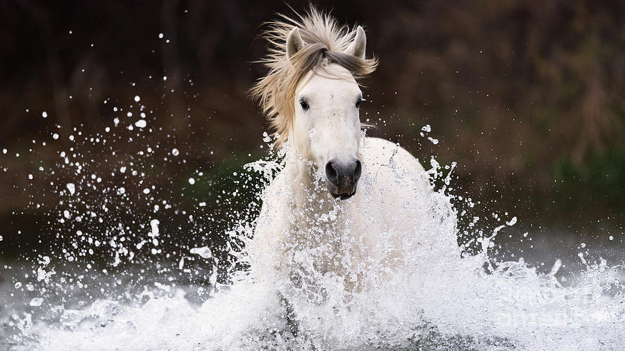 Splashing Horse Photograph by Shannon Hastings