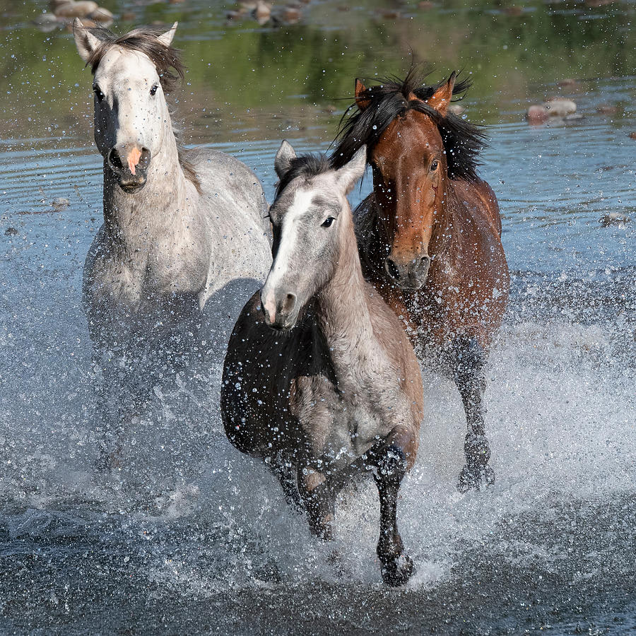 Splashing in Pursuit. Photograph by Paul Martin