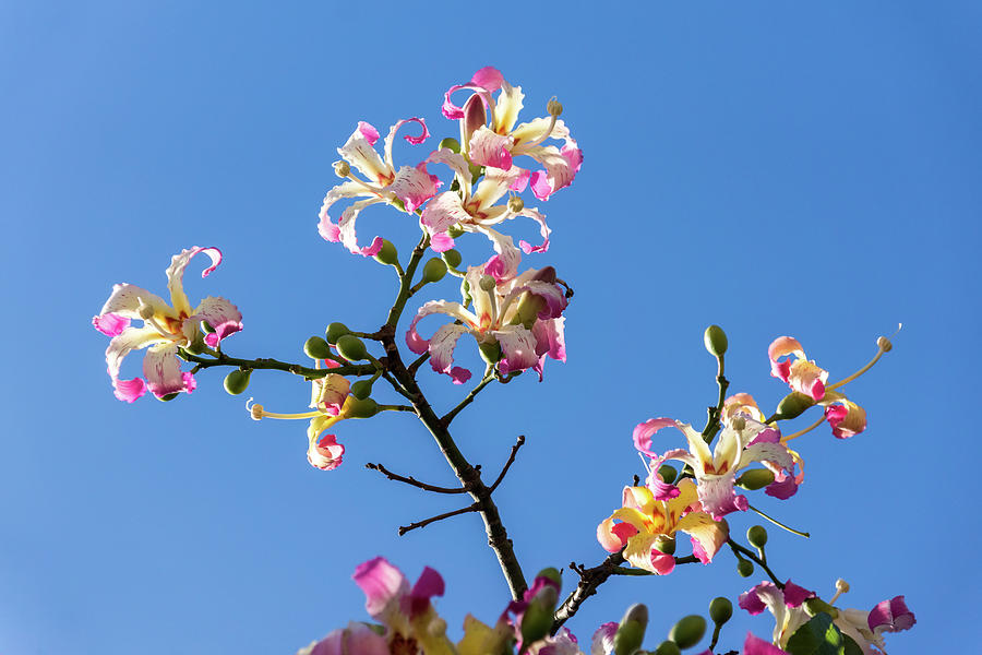 Splendid Exotic Blooms - Flowering Silk Floss Tree Ceiba Speciosa  Photograph by Georgia Mizuleva
