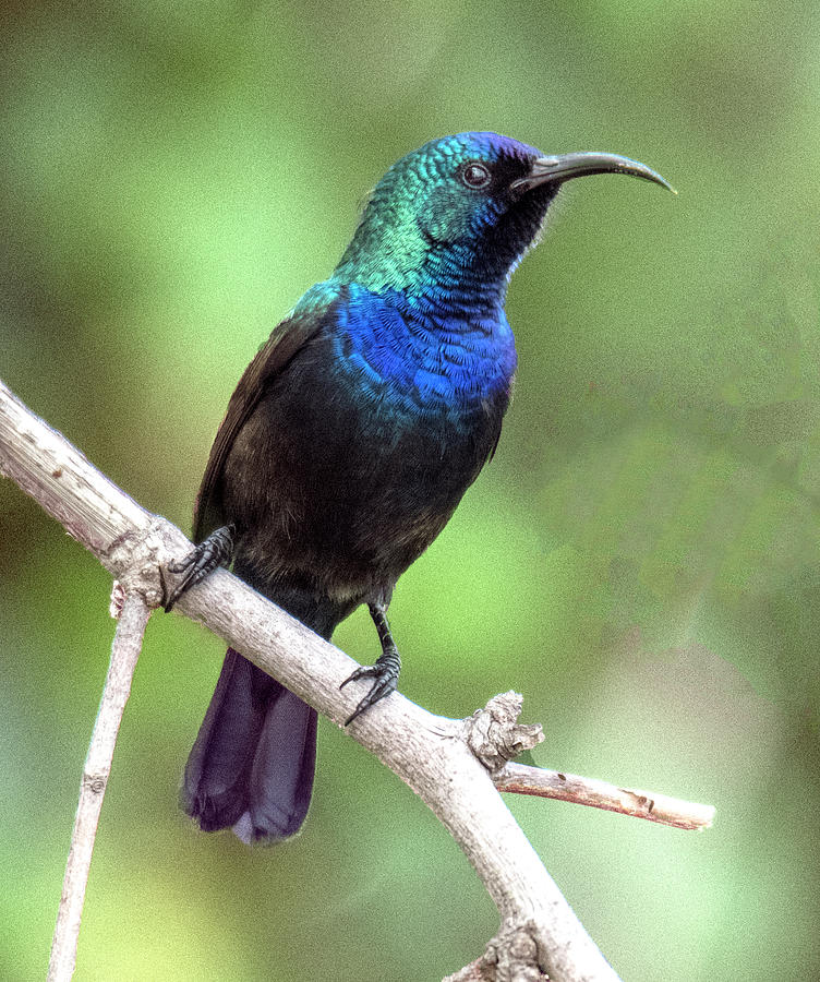 Splendid Blue and Green Iridesence of the Male Palestine Sunbird Photograph by William Bitman