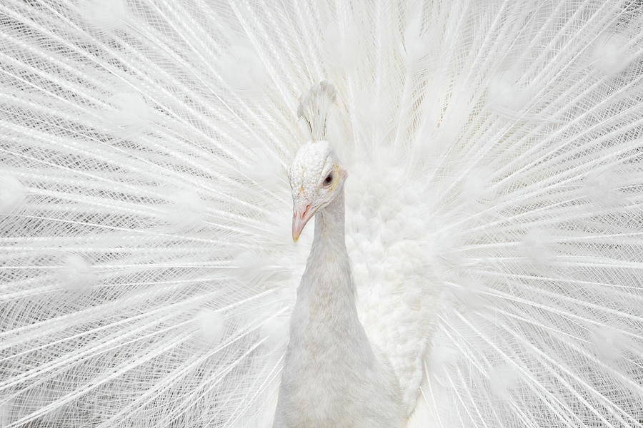 Animal Photograph - Splendid Whitie by Fegari