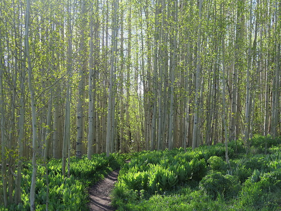 Aspen Photograph - Splendiferous Snodgrass by Lori J Welch Aspen Photograph - Splendiferous Snodgrass by Lori J Welch