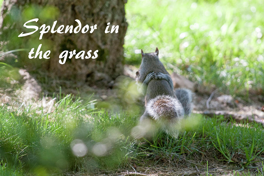 Splendor in the Grass Photograph by Daniel Friend