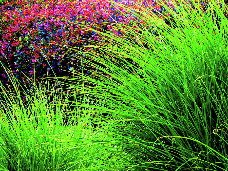 Splendor In The Grass Photograph