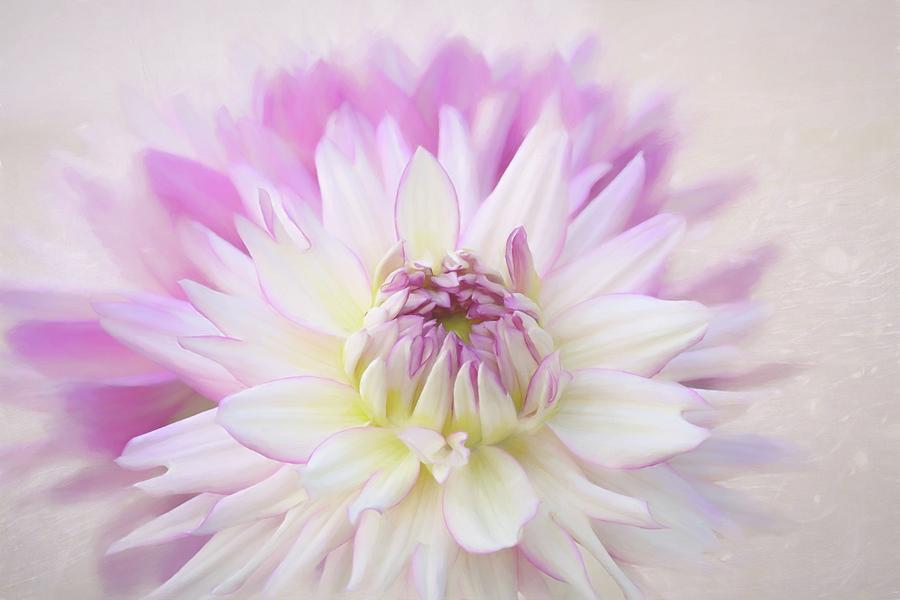 Flower Photograph - Splendor of the Dahlia by Kim Hojnacki
