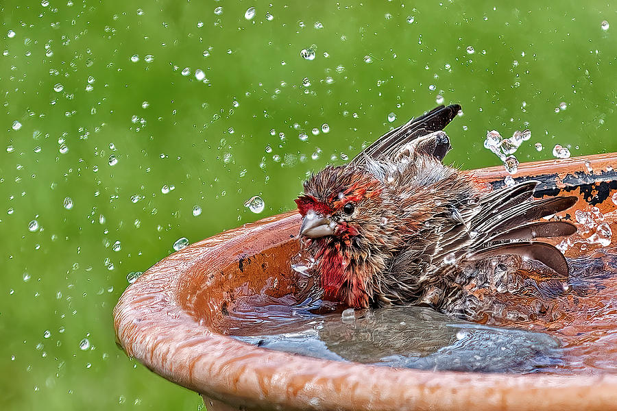 Splish! Splash! I Was Taking A Bath Photograph by Lucie Gagnon
