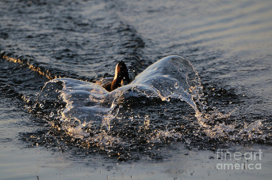 Splish Splash Photograph by Marianne Kuzimski