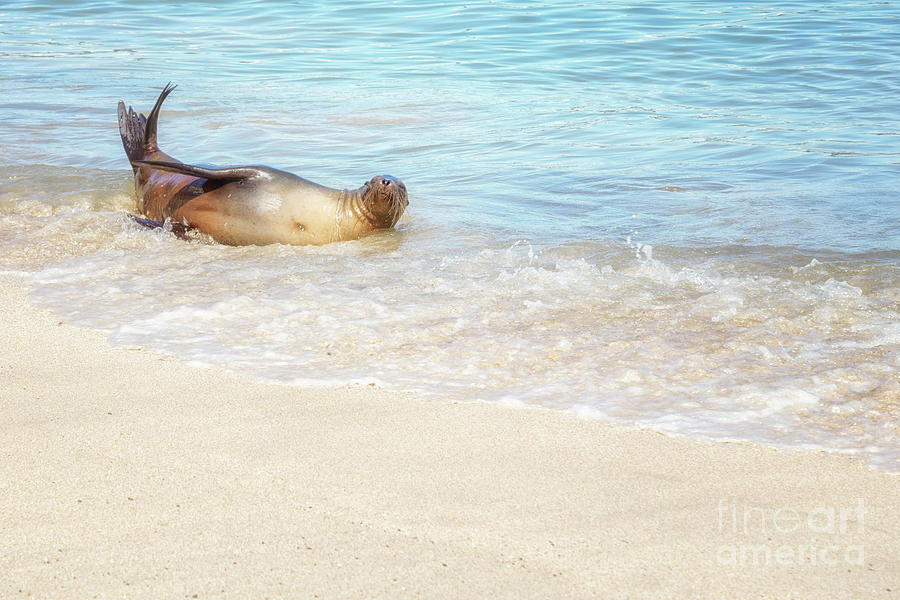 Splish Splash Sea Lion Photograph by Becqi Sherman