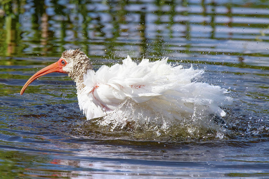 Splish Splashing Ibis Photograph by Mark Andrew Thomas