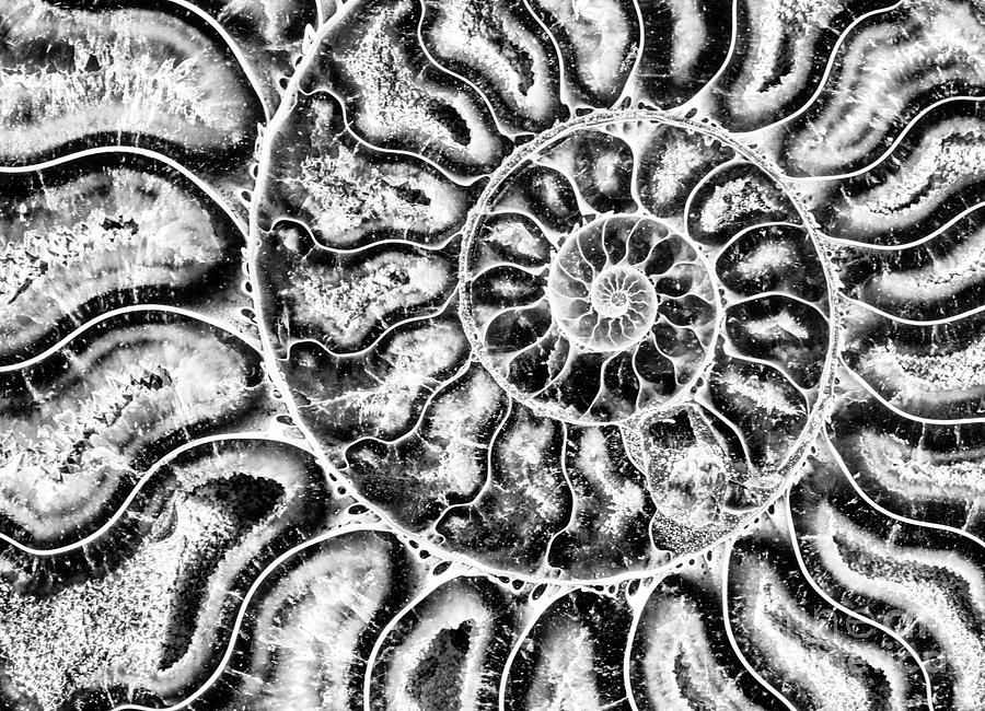 Split Ammonite Spiral Photograph by Bruce Block Split Ammonite Spiral Photograph by Bruce Block