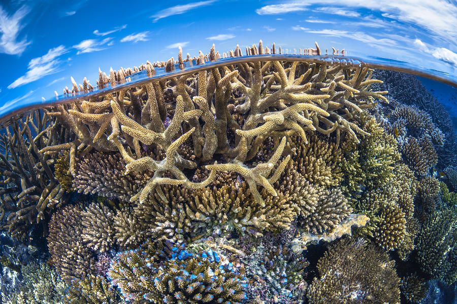 Fish Photograph - Split Level With Coral Reef by Barathieu Gabriel