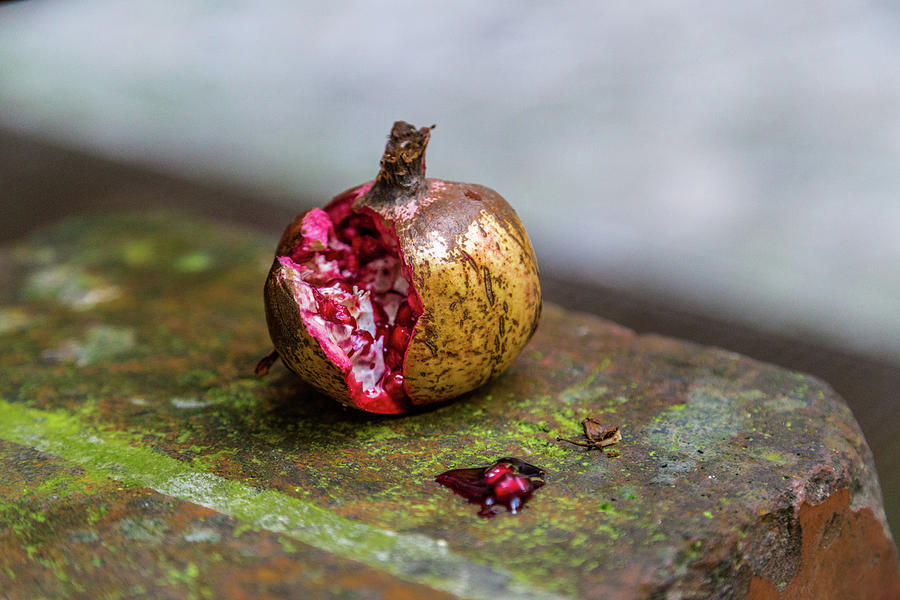 Fall Photograph - Split Pomegranate On A Musky Wall  by Vivida Photo PC