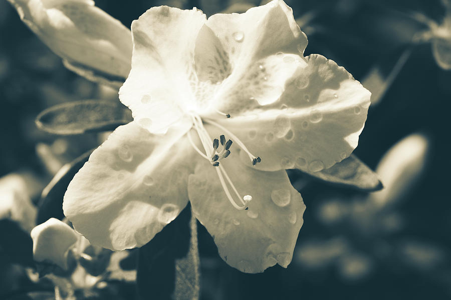 Split Tone White Rhododendron Photograph by ProPeak Photography
