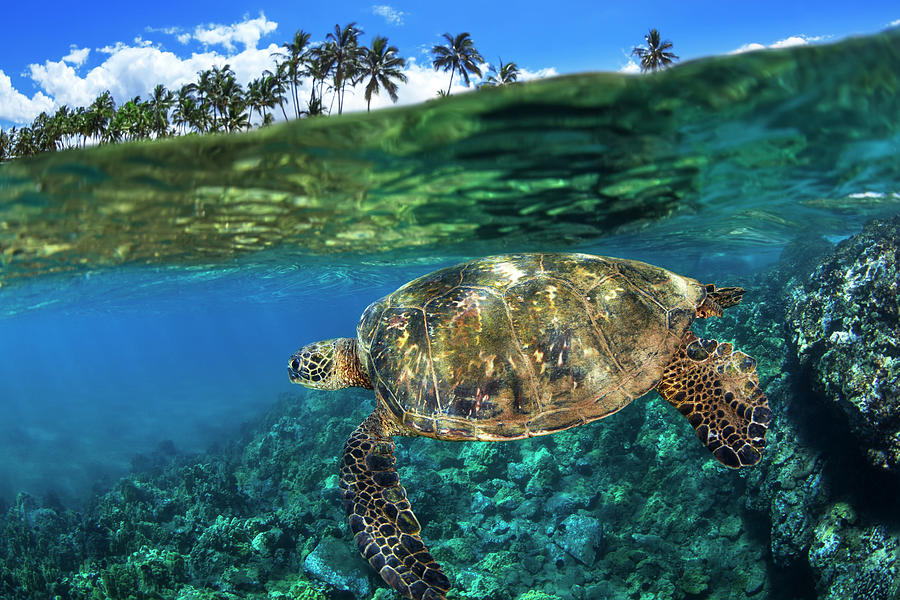 Split View Of A Hawaiian Green Sea Photograph by Jenna Szerlag