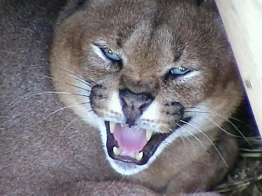 2004 Spock the Caracal Photograph by Barbara Keith