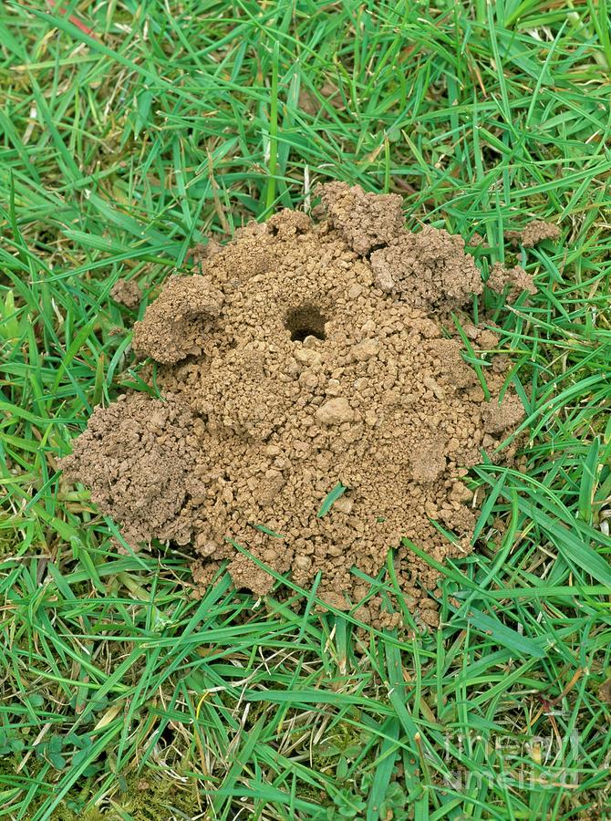 Spoil Heap Of Bee Excavation Photograph by Geoff Kidd/science Photo ...