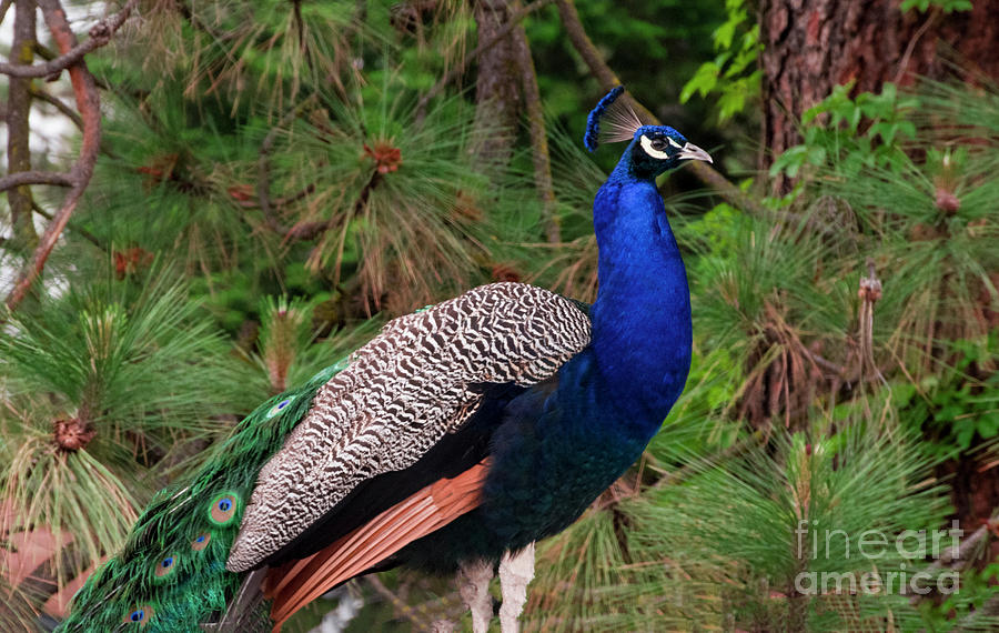 Spokane Peacock Photograph by Louise Magno