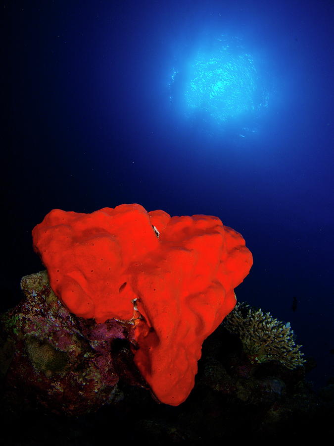 Sponge In Red Sea Photograph by A. Martin Uw Photography
