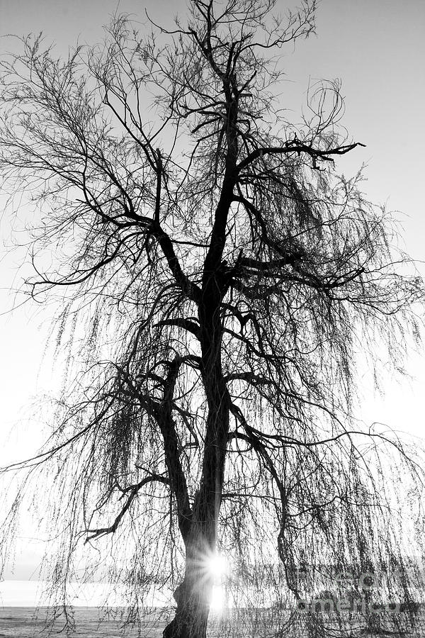 Spooky Abstract Black And White Tree Photograph by Ssokolov - Fine Art ...