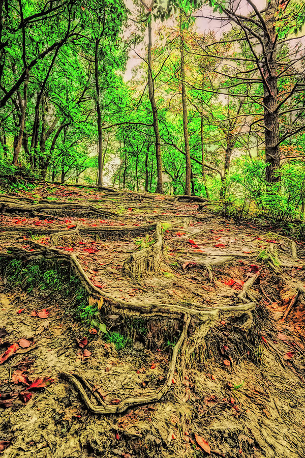 Spooky Root Path In The Park Photograph by Gary Slawsky