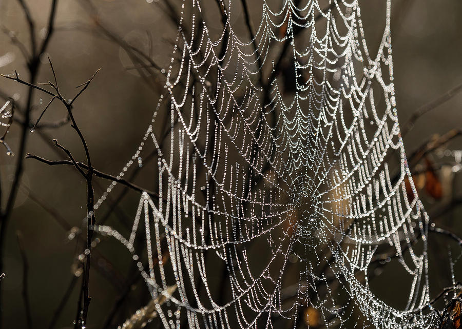 Spooky Spider Web Photograph by Robert Potts