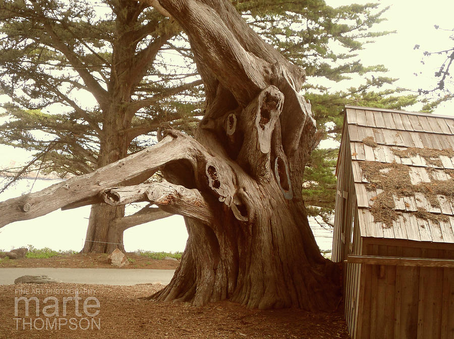 Scream Tree Photograph by Marte Thompson