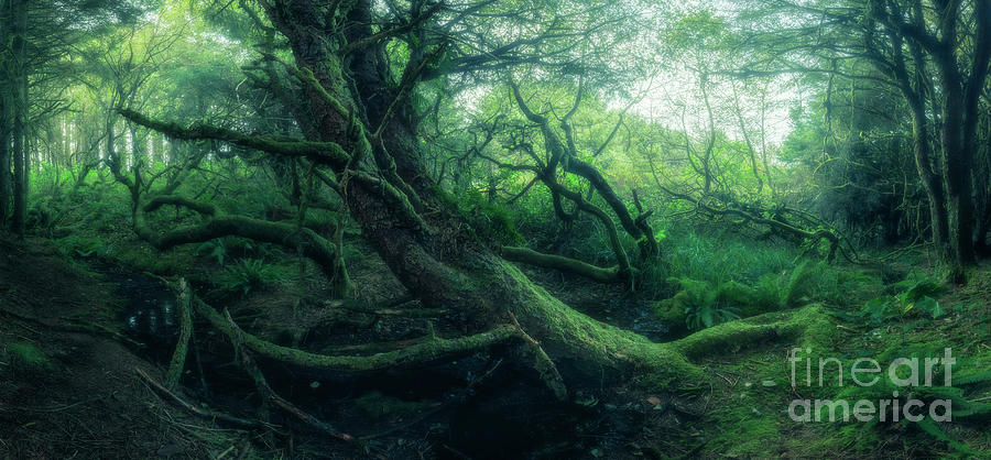 Spooky Trees Photograph by Masako Metz